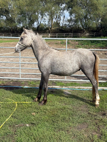 Welsh a yearling colt