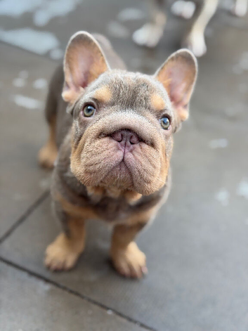 Isabella and tan female french bulldog