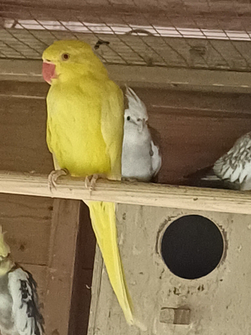 Yellow ringneck female