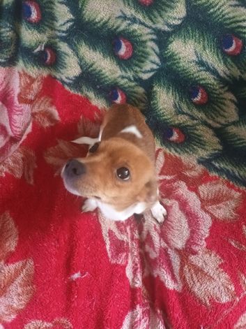 jack russel
