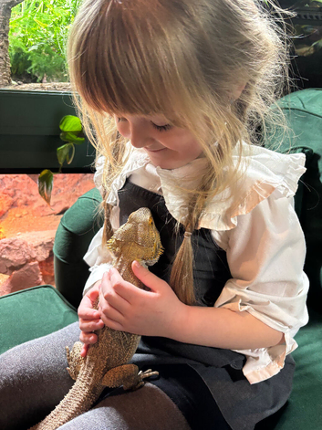 Desert Custom 6ft vivarium and bearded dragon