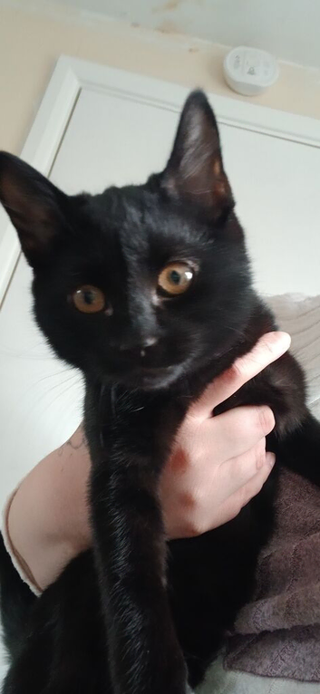 Female kitten