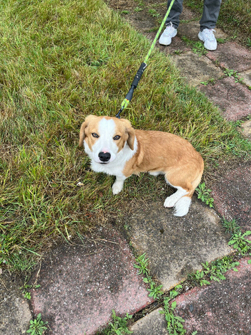 Collie cross Bassett hound