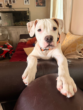 6 month old Alapaha blue blood bulldog for sale