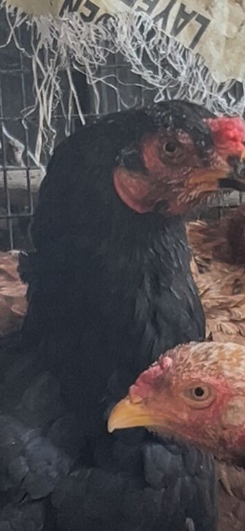 Aseel chickens for sale