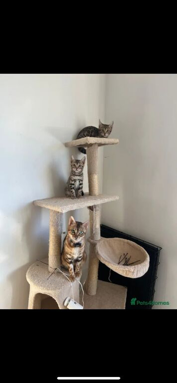 Two Bengals left available