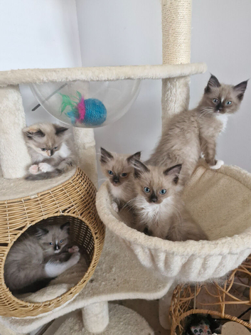 Cheribum ragdolls