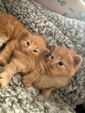 Kittens available 9wks