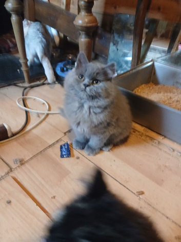 Pedigree Kittens 2female 1male