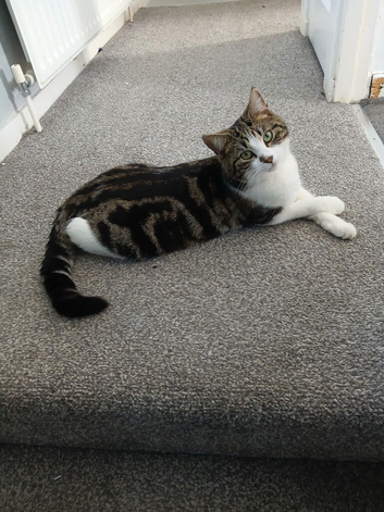 Female cat