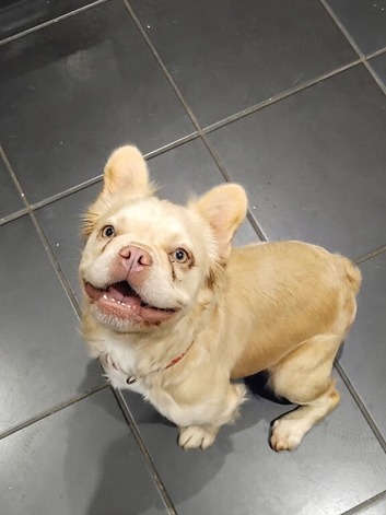 Cream fluffy female frenchie 18mth old