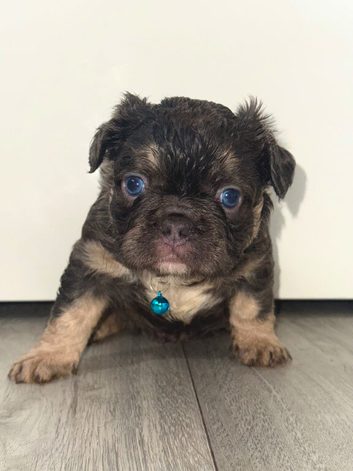 Gorgeous French bulldog puppies