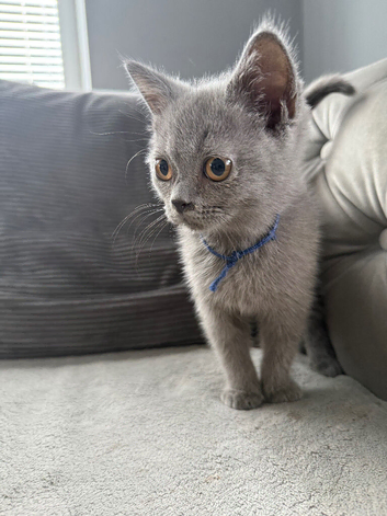 Stunning fluffy male British short haired kitten READY NOW