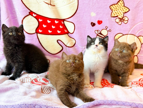 Top quality rainbow litter British shorthair kittens