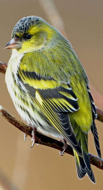 NATIVE GREEN SISKIN MALE