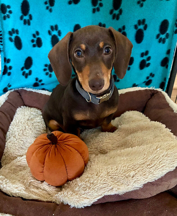 Beautiful Miniature Dachshund Boy
