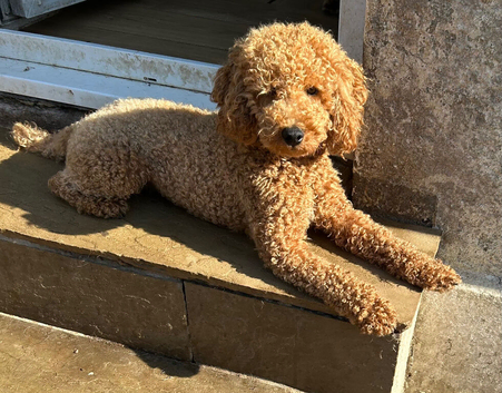 Miniature poodle