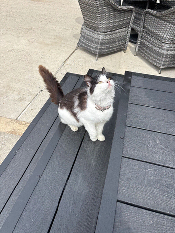 One beautiful female kitten available