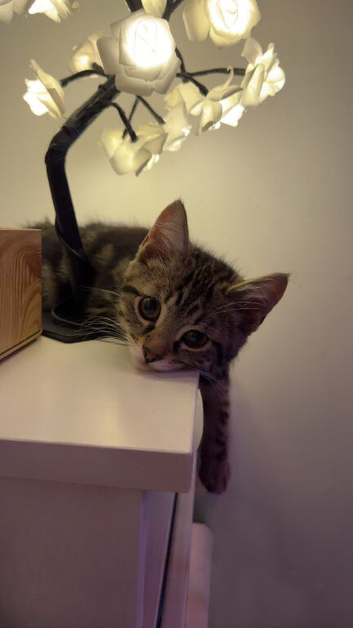 4 month old boy tabby kitten