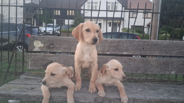 Labrador