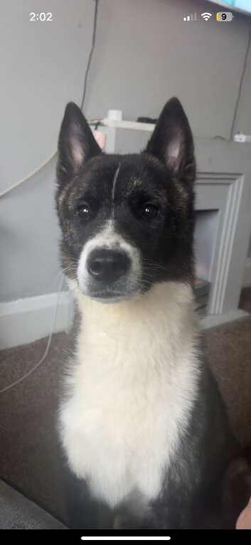 Female Akita rehoming
