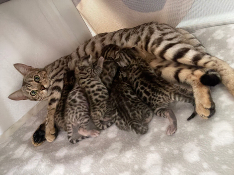 Beautiful bengal kits