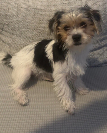 Neli