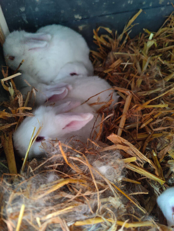 Baby bunnies