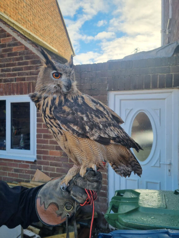 Female European eagle owl