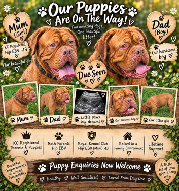 Dogue De Bordeaux Puppies