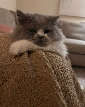 Persian boy 2years 10months