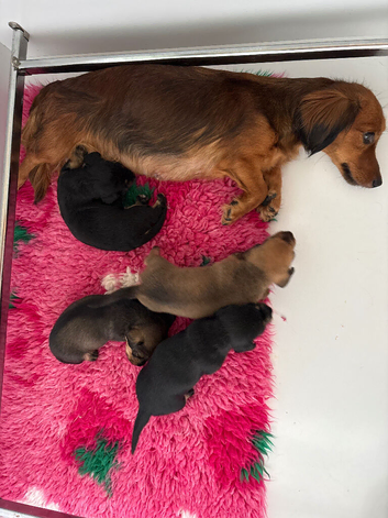 Silky wire hair daschunds