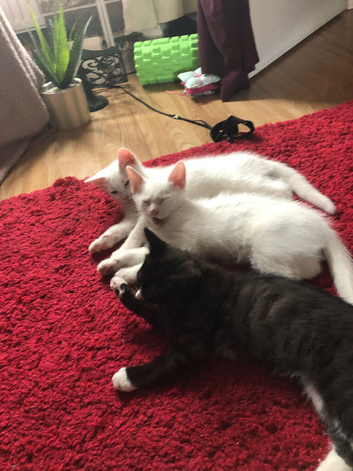 Stunning boys for sale