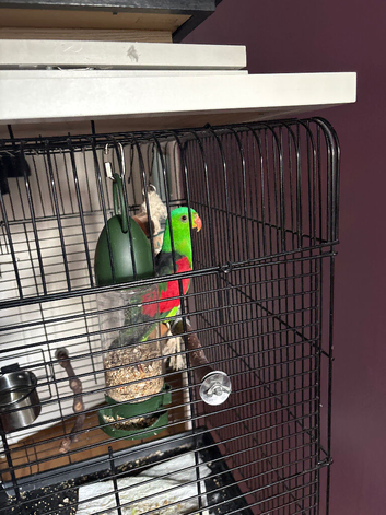 Red winget parrot