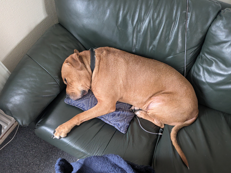 Staffy cross Labrador