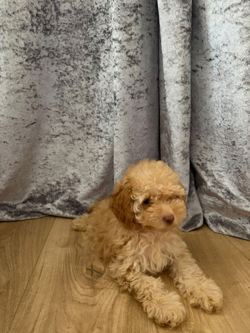 Toy poodle girl
