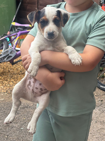 Pure Jack Russell