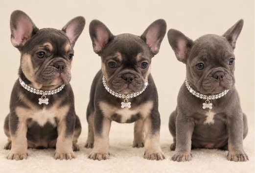 French bulldog puppies