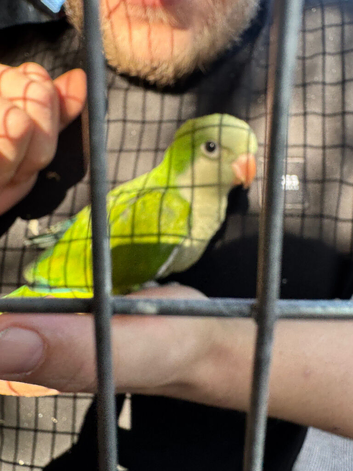 Green Quakers /monk parakeets