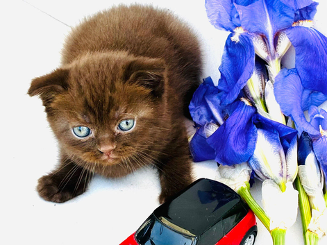 We only have 2 Pure breed Scottish Fold kittens left