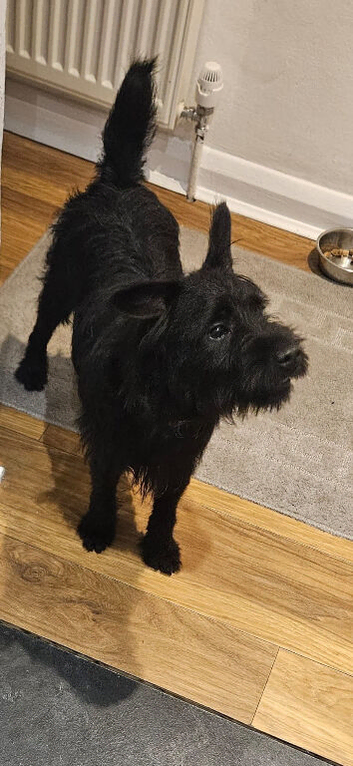 Patterdale terrier