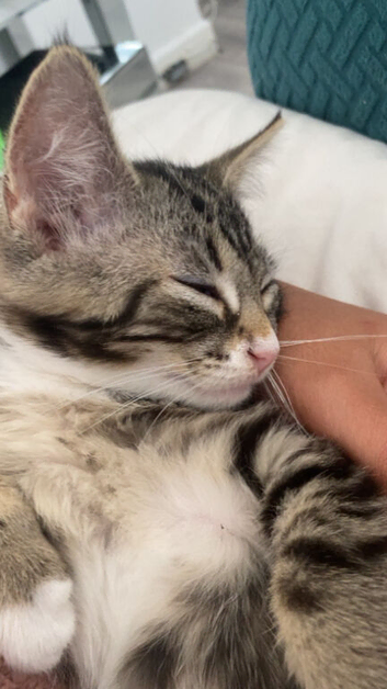 Tabbi kitten