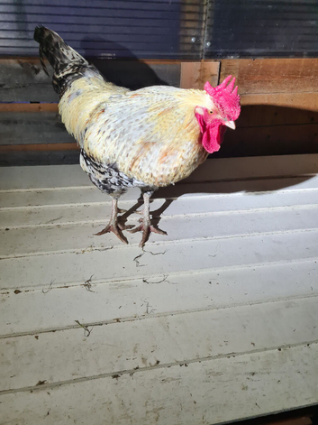 Sussex chickens and one easter egger black