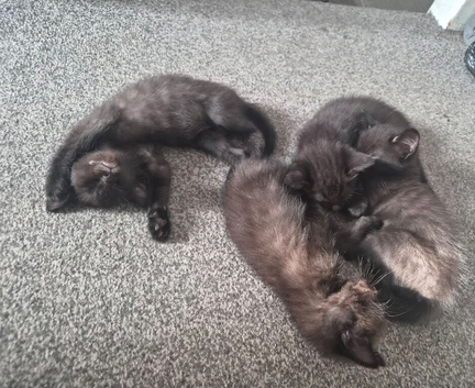 Beautiful Kittens (Part Russian Blue)