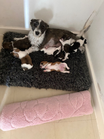 Bob tail jack Russel puppies