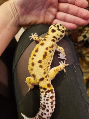 Gaint leopard gecko