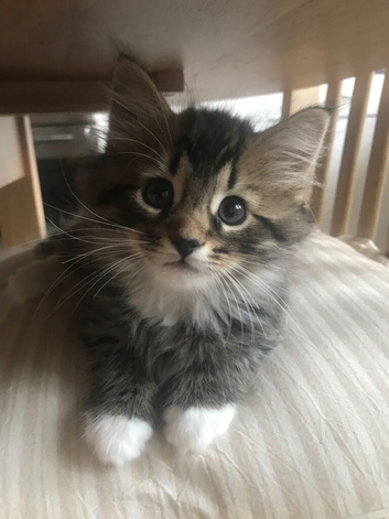 Beautiful playful kittens