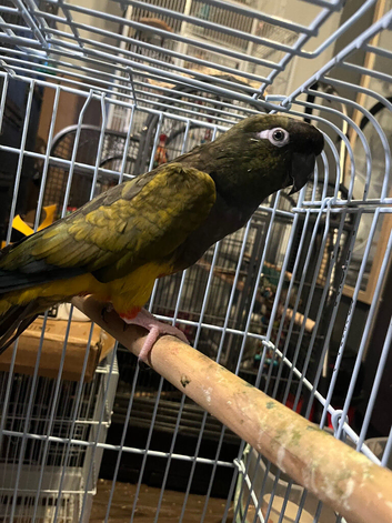 Tame Pantagonion conure