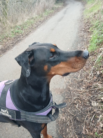 HIGH QUALITY DOBERMAN PUPPIES &ndash; CHAMPION BLOODLINES &ndash; FULLY HEALTH TESTED PARENTS