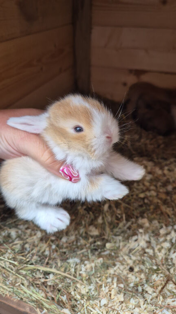 Selection of lop rabbits adults and baby's